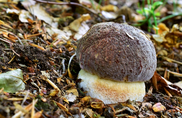 hríb sosnový Boletus pinophilus Pil. et Dermek in Pil.