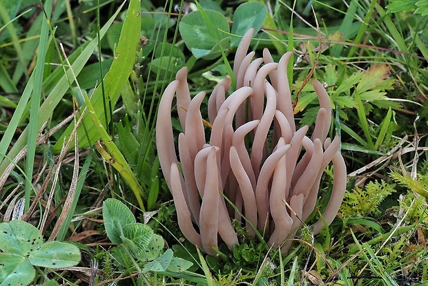 kyjačik zadymený Clavaria fumosa Pers.