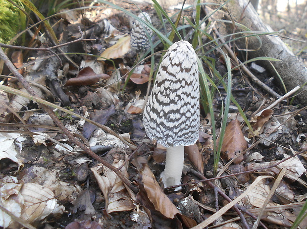 hnojník strakatý Coprinopsis picacea (Bull.) Redhead, Vilgalys & Moncalvo