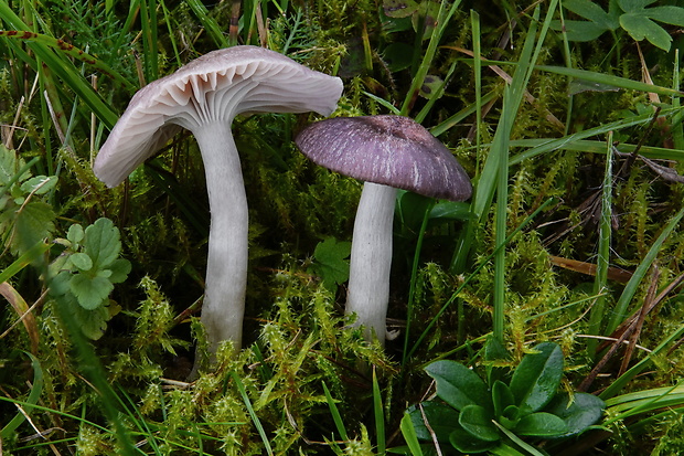 lúčnica Cuphophyllus roseascens (E. Ludw. & J.G. Svenss.) Lebeuf