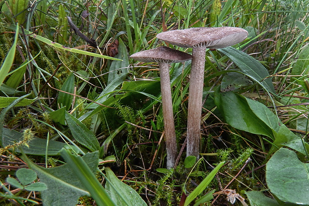 hodvábnica Entoloma jubatum (Fr.) P. Karst.