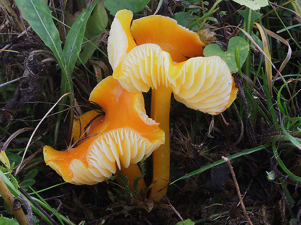 lúčnica citrónovožltá oranžová Hygrocybe chlorophana var.aurantiaca Bon