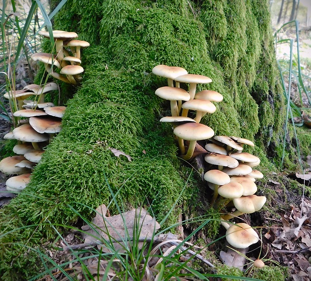 strapcovka maková Hypholoma capnoides (Fr.) P. Kumm.