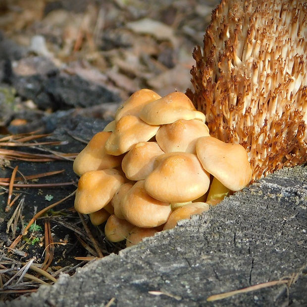 strapcovka zväzkovitá Hypholoma fasciculare (Huds.) P. Kumm.