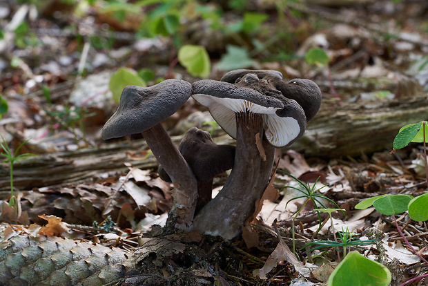 rýdzik čiernozamatový Lactarius lignyotus Fr.