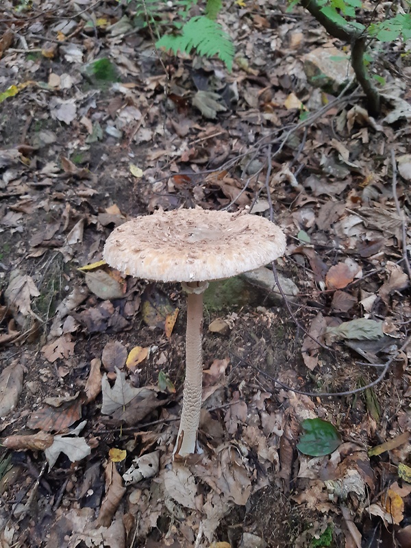 bedľa vysoká Macrolepiota procera (Scop.) Singer