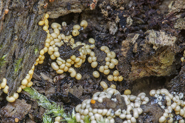 slizovka Myxomycetes