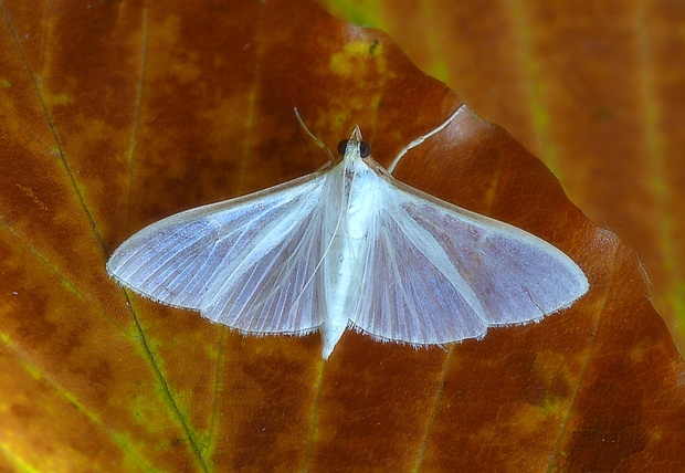 vijačka olivová Palpita vitrealis