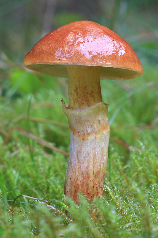 masliak smrekovcový Suillus grevillei (Klotzsch) Singer