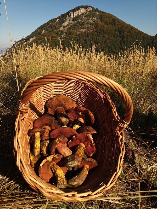 slnečné ráno hore na Fatre, Hoblík 934 m.n.m. a hríby zrnitohlúbikové