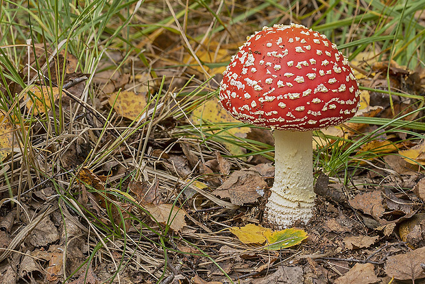 muchotrávka červená Amanita muscaria (L.) Lam.