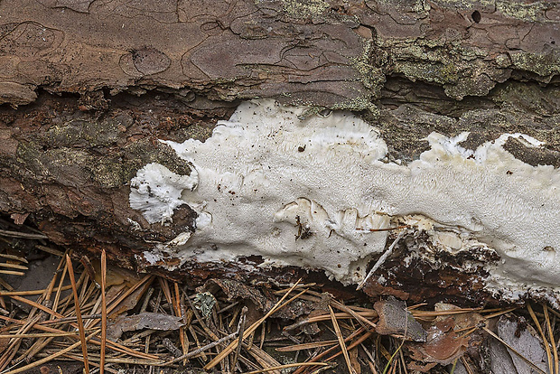 trúdnikovček rozliaty Antrodia gossypium (Speg.) Ryvarden