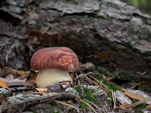 hríb sosnový Boletus pinophilus Pil. et Dermek in Pil.