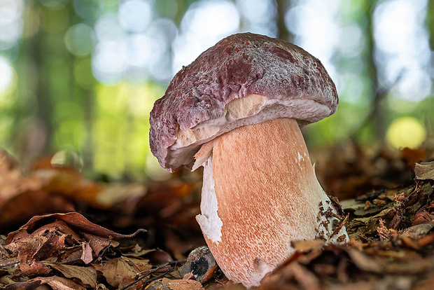 hríb sosnový Boletus pinophilus Pil. et Dermek in Pil.