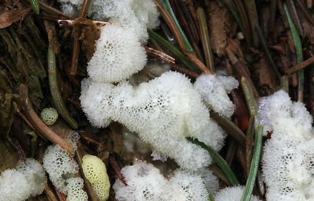 rohačka kríčkovitá v. pórovitá Ceratiomyxa fruticulosa var. porioides