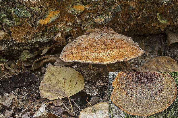 zubček teplomilný Climacodon cf. pulcherrimus (Berk. & M.A. Curtis) Nikol.