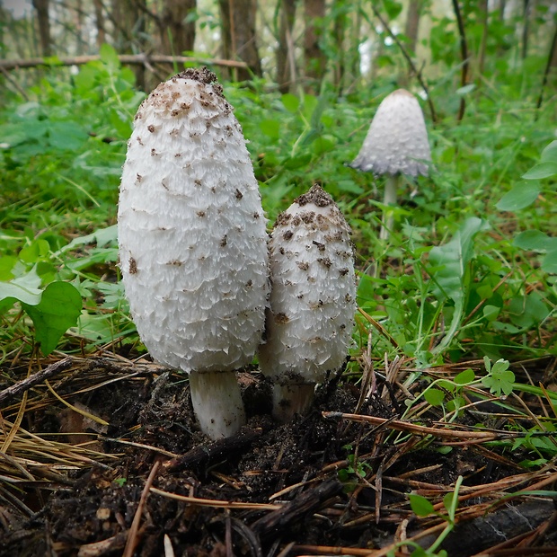 hnojník obyčajný Coprinus comatus (O.F. Müll.) Pers.