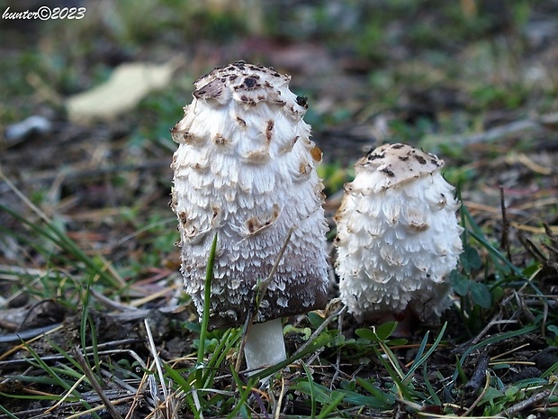 hnojník obyčajný Coprinus comatus (O.F. Müll.) Pers.