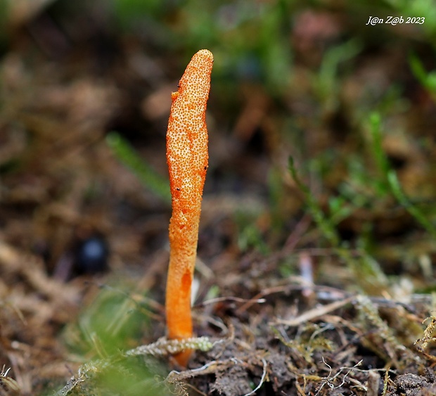 žezlovka hmyzová Cordyceps militaris (Fr.) Link