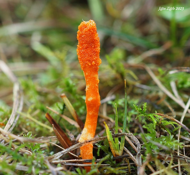 žezlovka hmyzová Cordyceps militaris (Fr.) Link