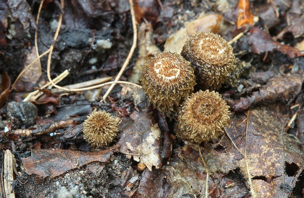 čiaškovec pásikavý Cyathus striatus (Huds.) Willd.