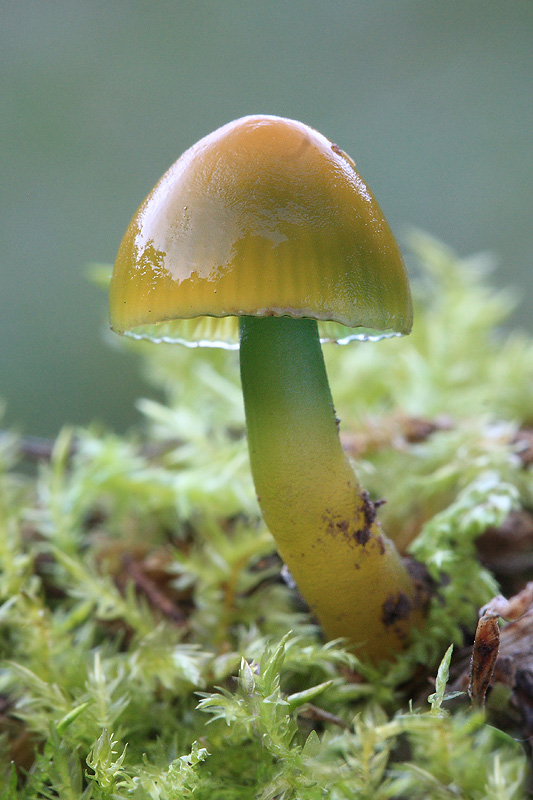 lúčnica žltozelená Gliophorus psittacinus (Schaeff.) Herink