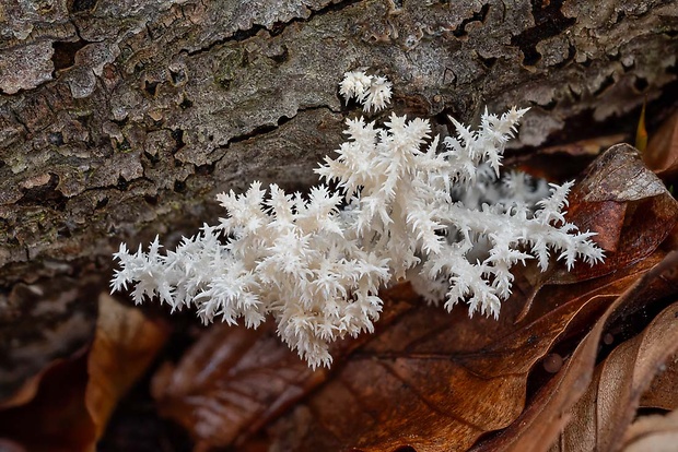 koralovec bukový Hericium coralloides (Scop.) Pers.