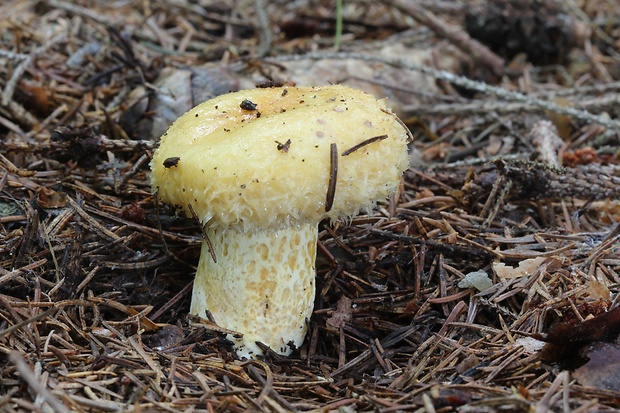 rýdzik nádherný Lactarius repraesentaneus Britzelm.