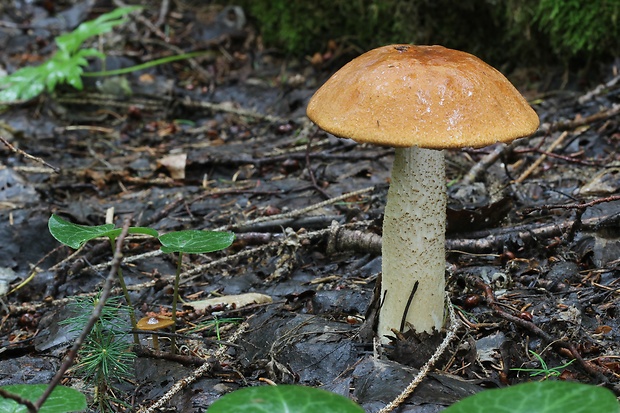 kozák osikový Leccinum albostipitatum den Bakker & Noordel.