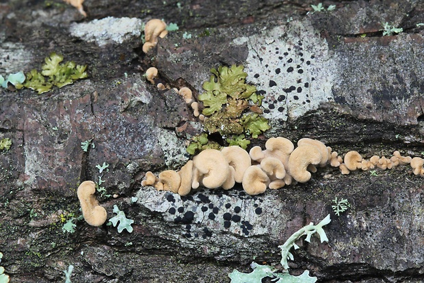 pňovka obyčajná Panellus stipticus (Bull.) P. Karst.