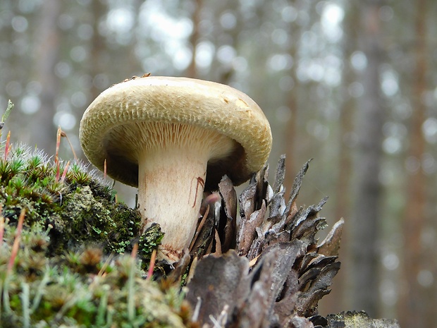 čechračka podvinutá Paxillus involutus (Batsch) Fr.