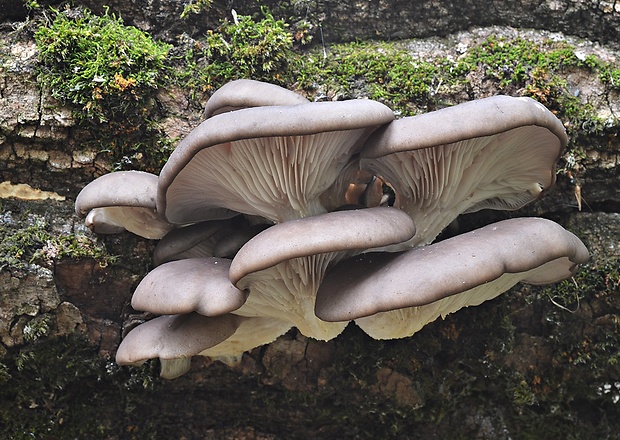 hliva ustricovitá Pleurotus ostreatus (Jacq.) P. Kumm.