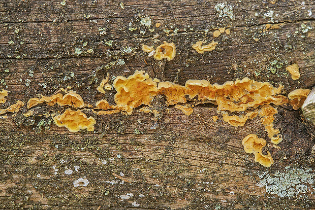 vrásnička zlatistá Pseudomerulius aureus (Fr.) Jülich