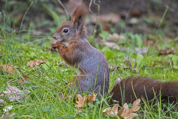 veverica obyčajná  Sciurus vulgaris