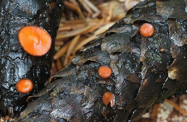 štítovnička Scutellinia sp.