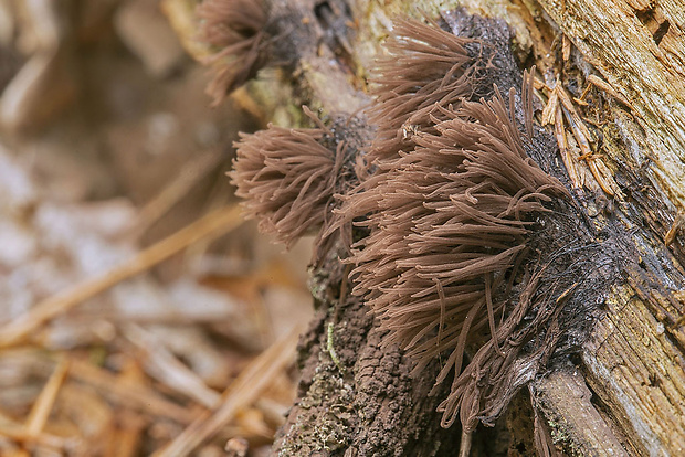 pazderka Stemonitis sp.