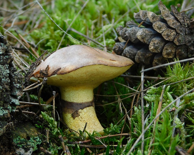 masliak obyčajný Suillus luteus (L.) Roussel