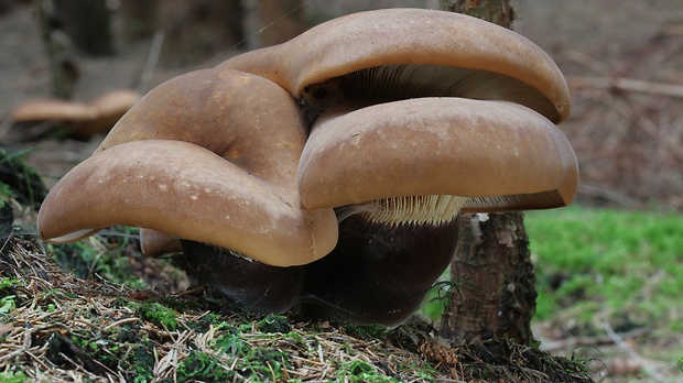 čechračka tmavohlúbiková Tapinella atrotomentosa (Batsch) Šutara