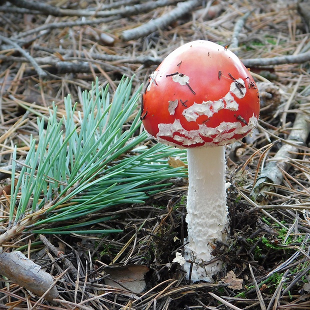 muchotrávka červená Amanita muscaria (L.) Lam.