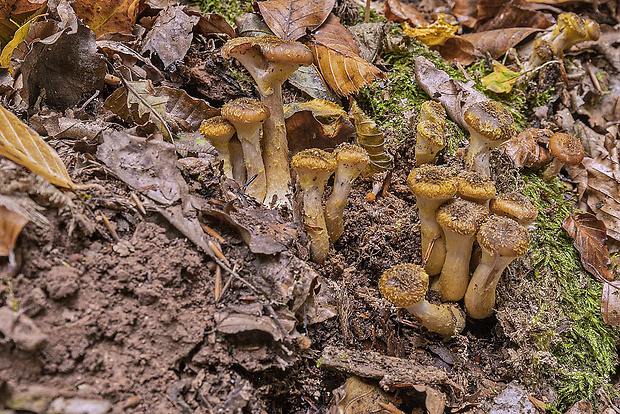 podpňovka obyčajná Armillaria mellea (Vahl) P. Kumm.