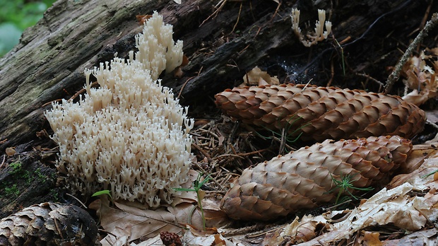 korunovec svietnikovitý Artomyces pyxidatus (Pers.) Jülich