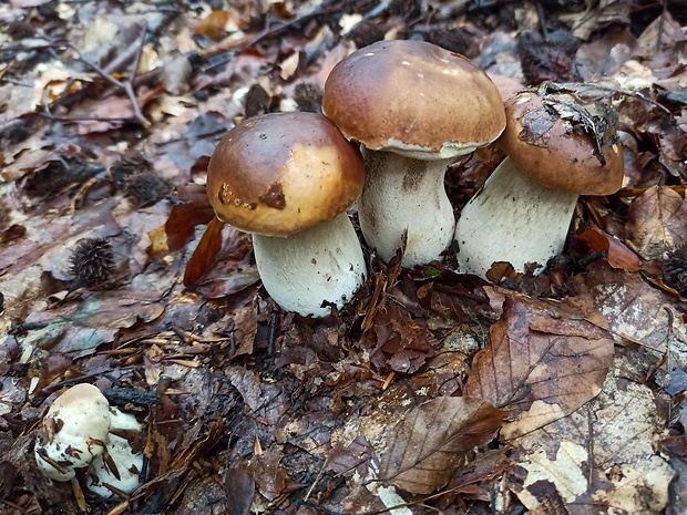 hríb smrekový Boletus edulis Bull.