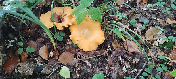 kuriatko Cantharellus sp.