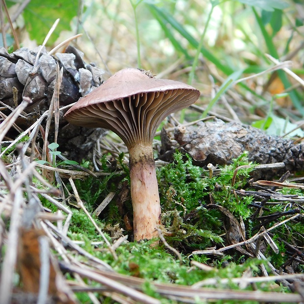 sliziak lepkavý Chroogomphus rutilus (Schaeff.) O.K. Mill.