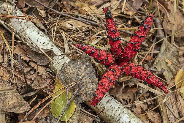 mrežovka kvetovitá Clathrus archeri (Berk.) Dring