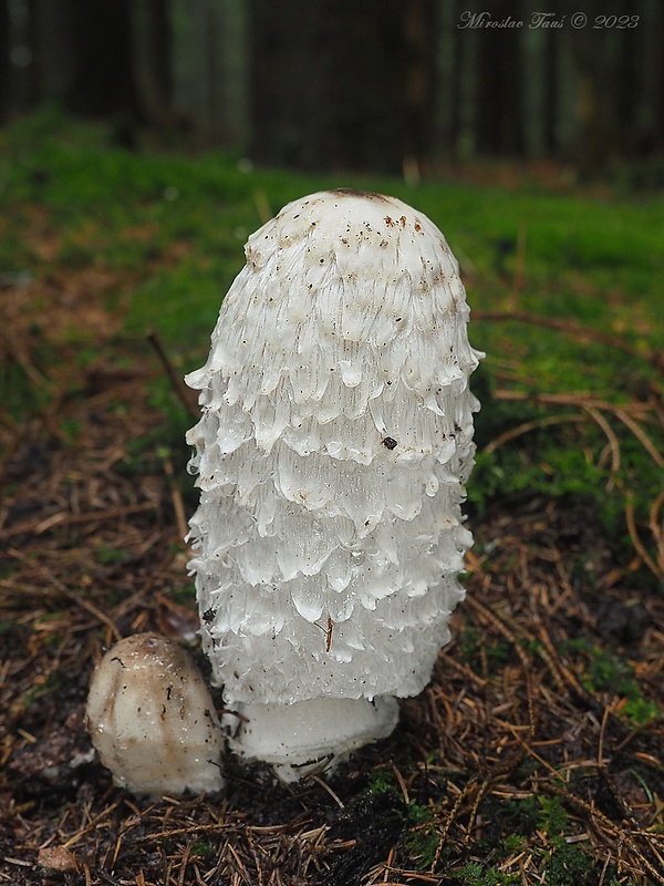 hnojník obyčajný Coprinus comatus (O.F. Müll.) Pers.