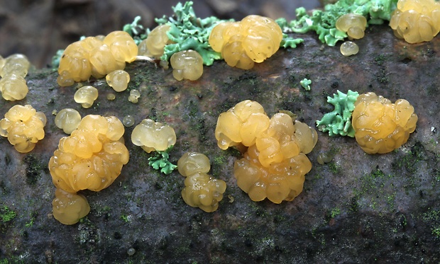 slzovec Dacrymyces sp.