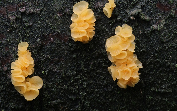 trasľavka pohárikovitá Guepiniopsis buccina (Pers.) L.L. Kenn.