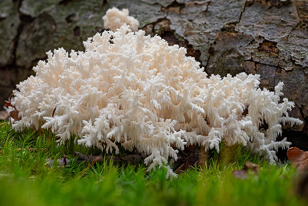 koralovec bukový Hericium coralloides (Scop.) Pers.