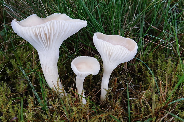 lúčnica statná bledá Hygrocybe pratensis var. pallida (Cooke) Arnolds